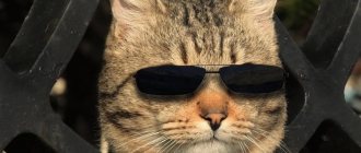 Кот в черных очках символизирует человека, который включил режим невидимки во ВКонтакте